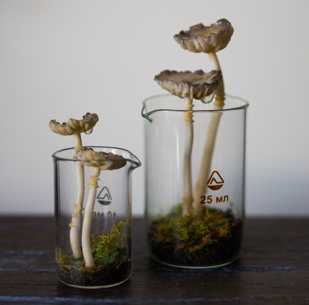 Интерьерные грибные флорариумы 