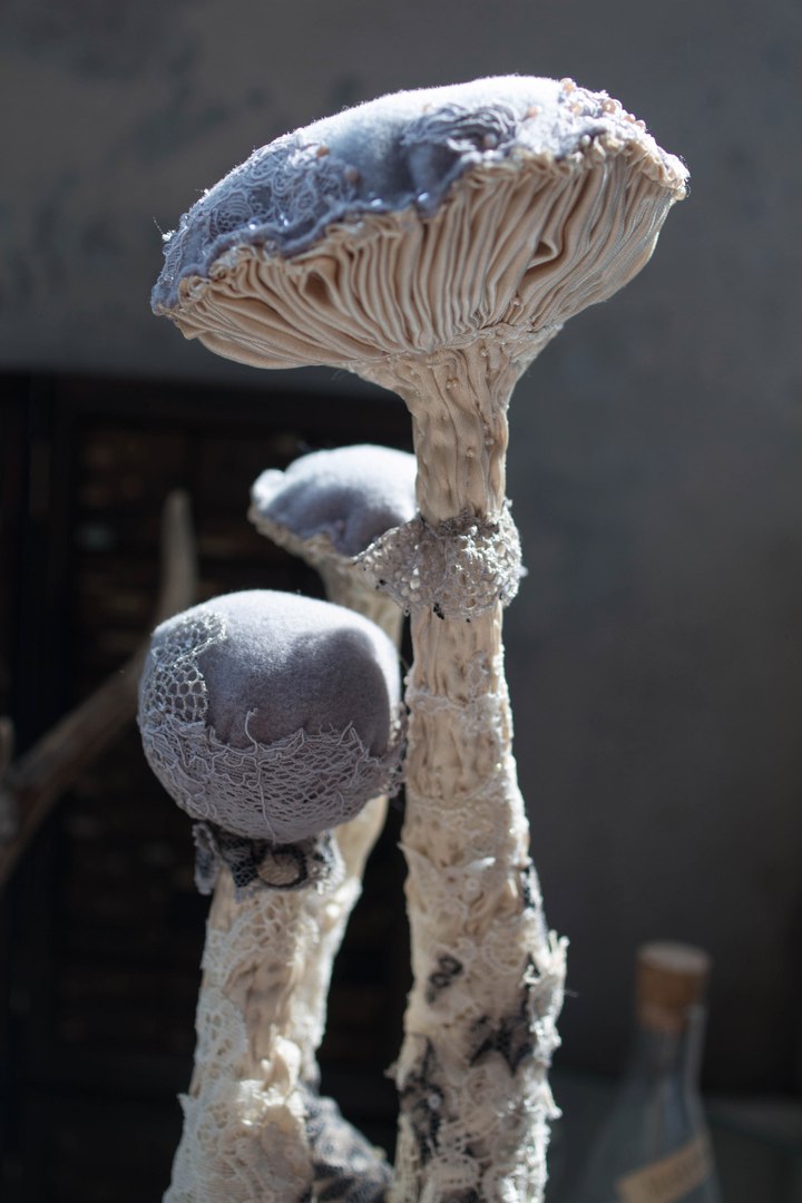 Catathelasma Imperiale. Интерьерный гриб.